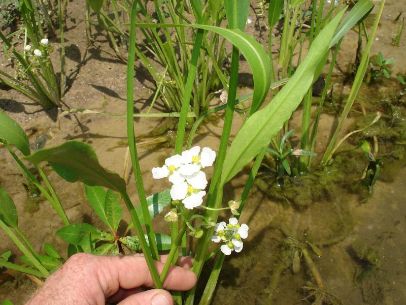 Duck Potato Outdoor Alabama